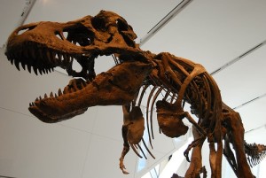 Dinosaur skeleton. Credit: shvmoz/Flickr.com/Creative Commons.