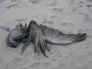 Dead bird series
